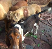 /album/petlink-up/farm-dogs-250x233-jpg/